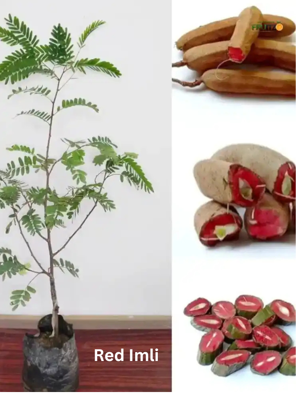 Desi Chatpata Garden Combo Grafted & Healthy Plants (1.5--2.5'ft) for Home & Terrace Gardening
