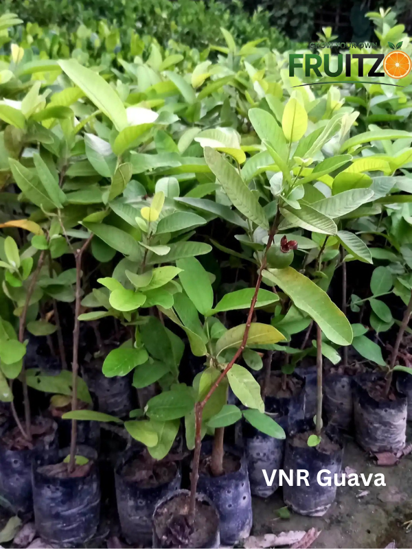 Daily Immunity Fruit Plants Combo Grafted & Healthy Plants for Home & Terrace Gardening (1.5--2.5'ft)