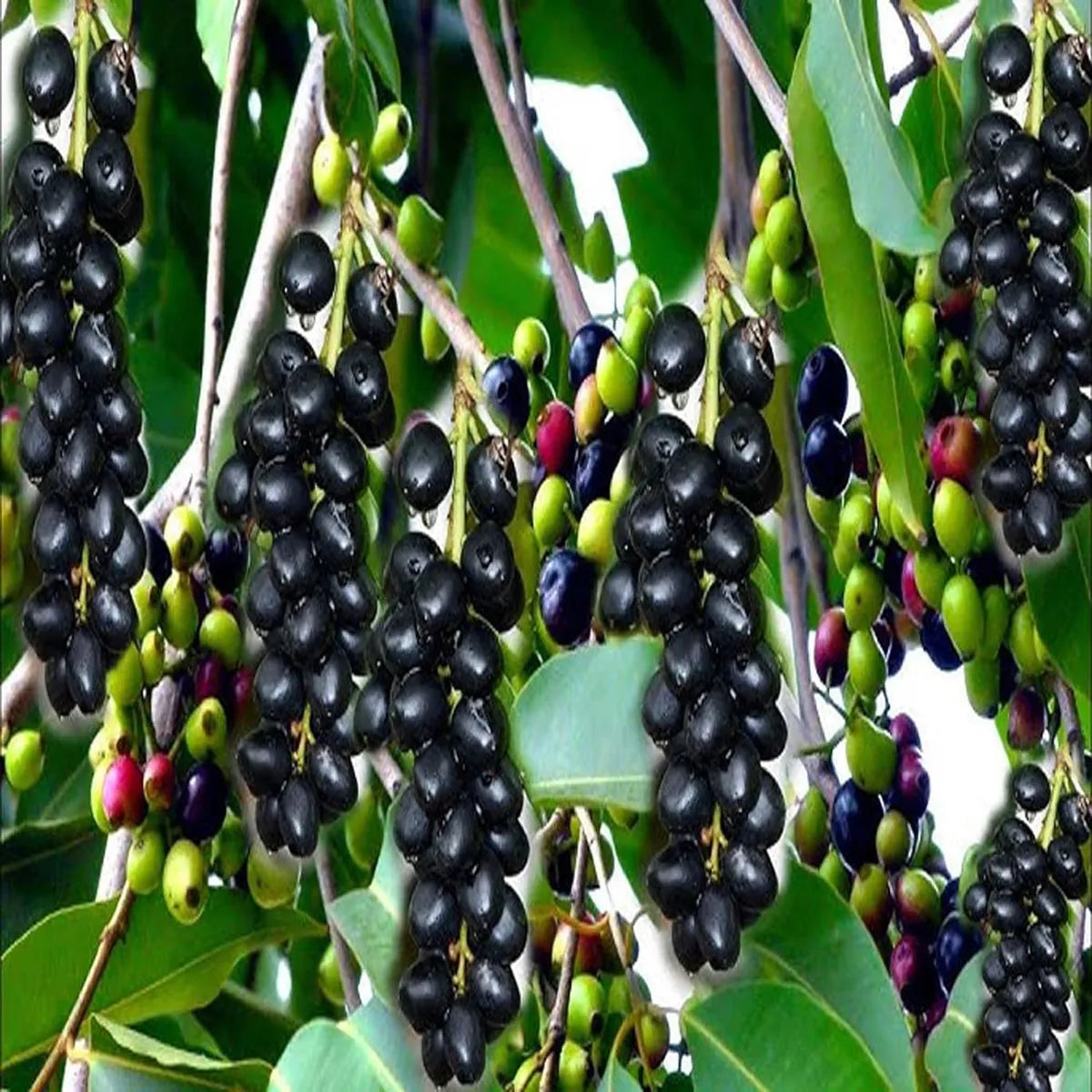 Seedless Black Jamun Jambolan Jam Grafted Fruit Plant (1.5-3 Feet Height)