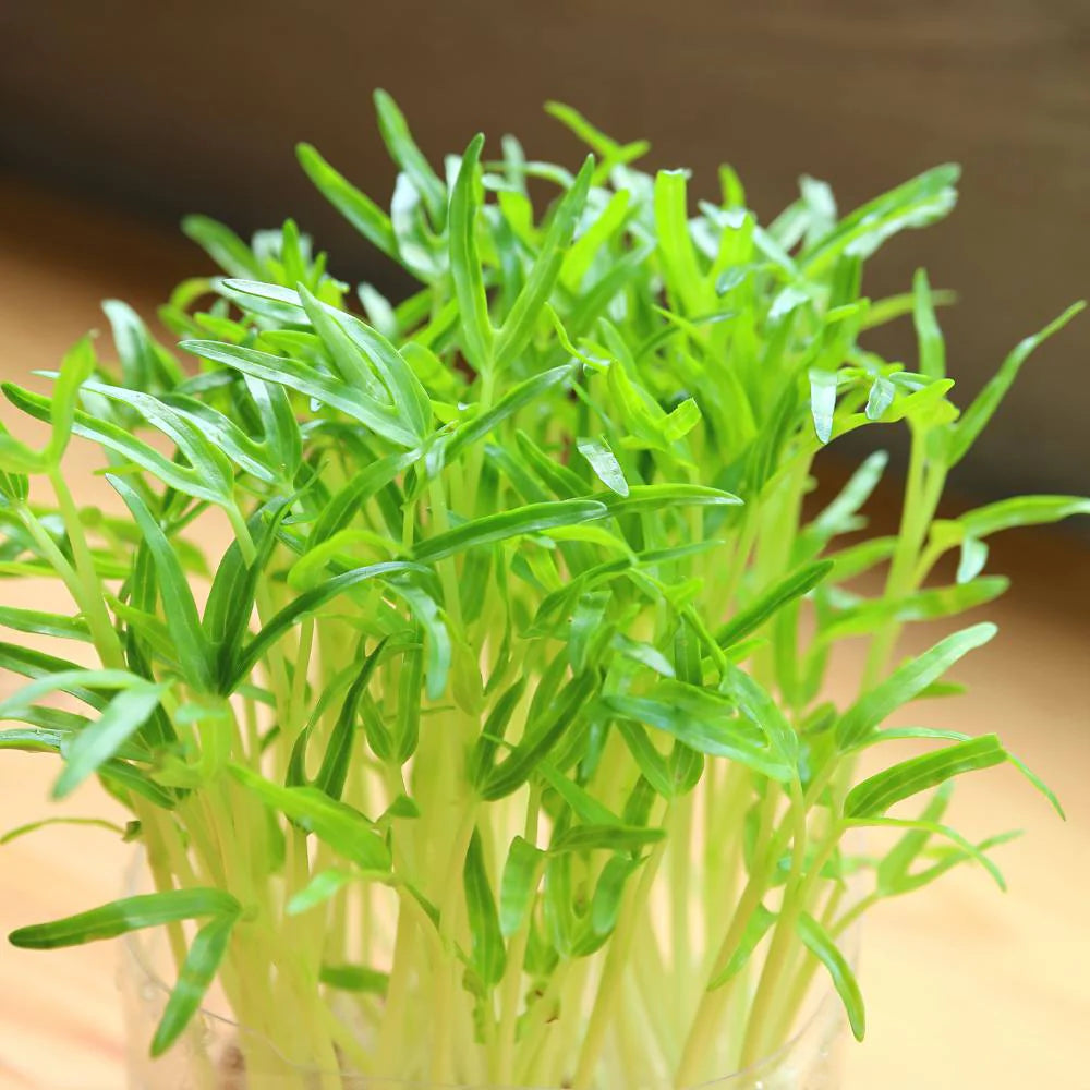 microgreens spniach seeds