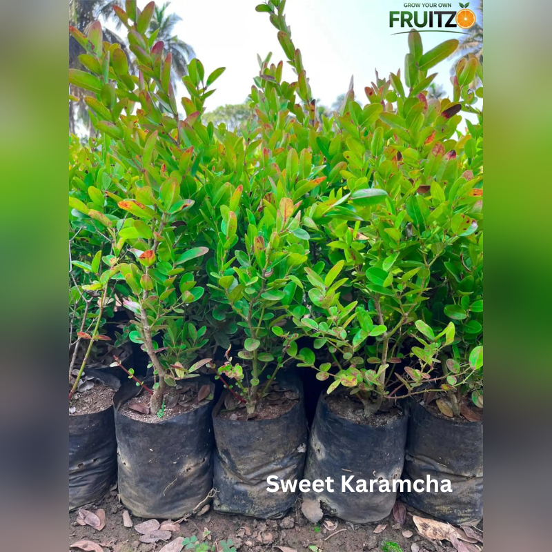 Everlasting Green Gift Combo Grafted & Healthy Plants for Home & Terrace Gardening (1.5--2.5'ft)