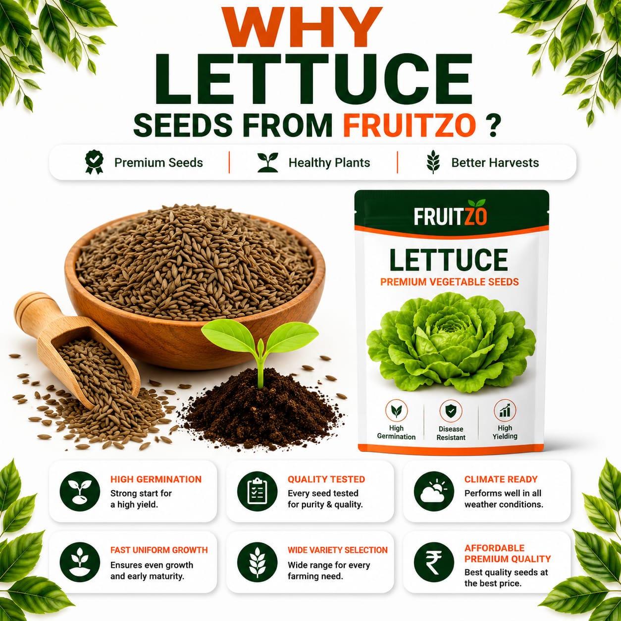 Lettuce Seeds for Home & Terrace Gardening