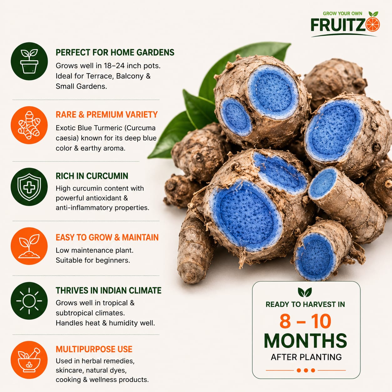 Highly Beneficial Black Turmeric (Kali Haldi) Plant for Home & Terrace Gardening