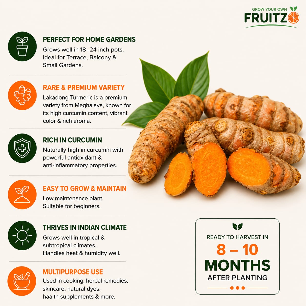 Lakadong Turmeric plant is perfect for Home & Terrace Gardening