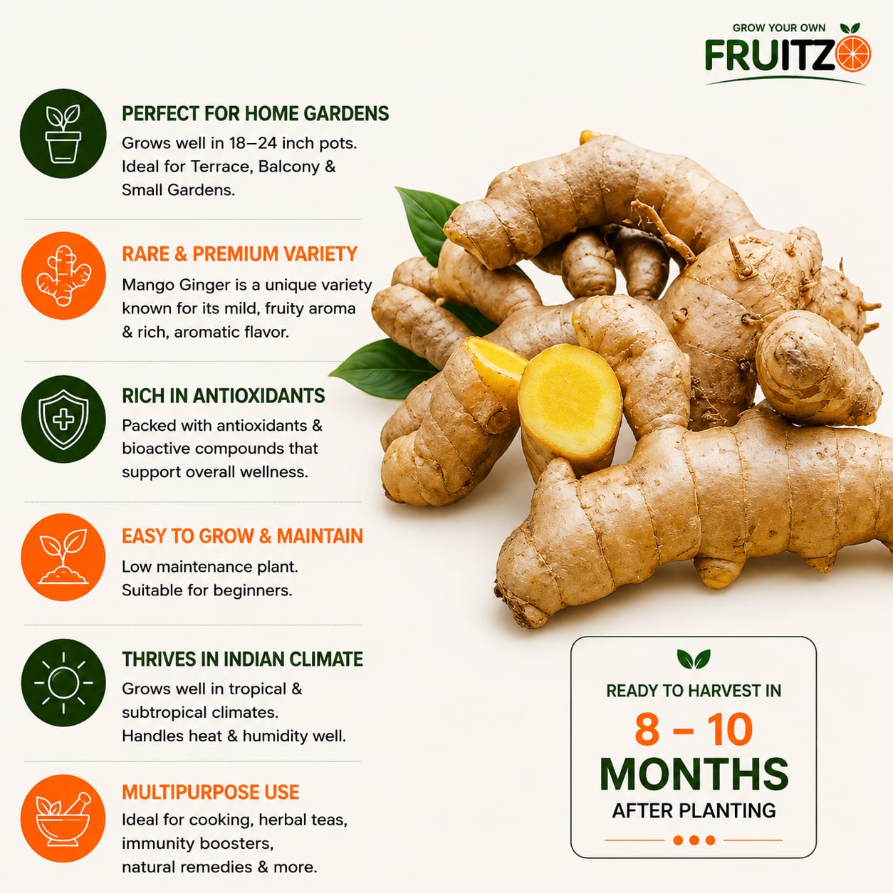 Mango Ginger / Curcuma Amada Rhizome's for Home & Terrace Gardening