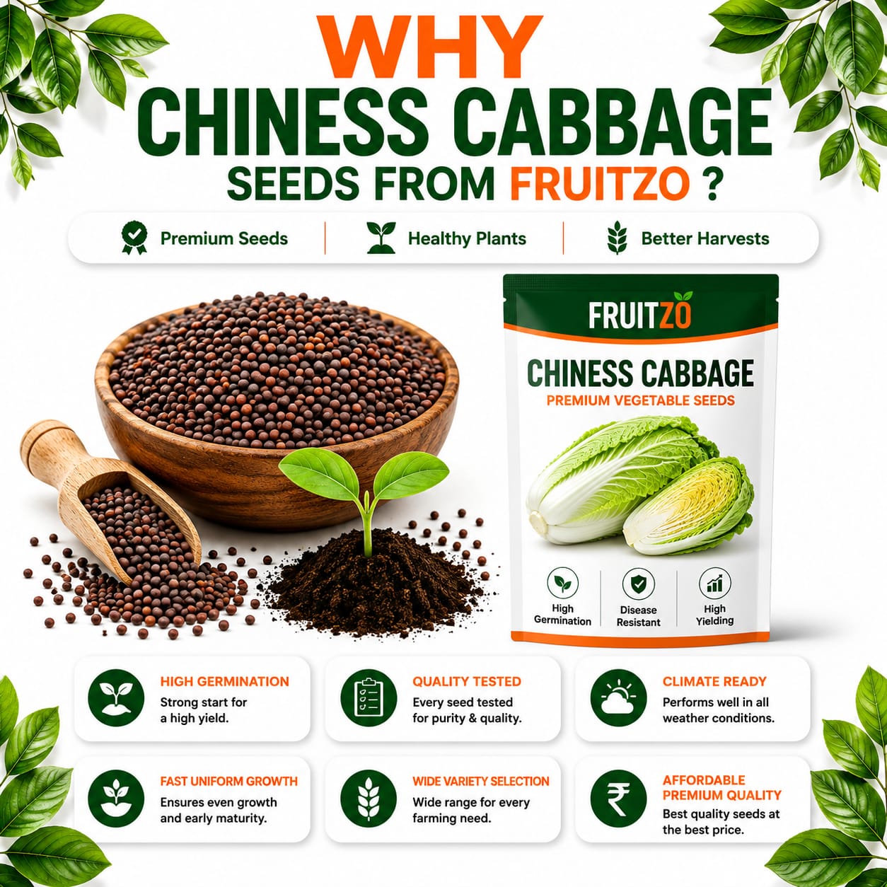 Chinese Cabbage Seeds for Home & Terrace Gardening