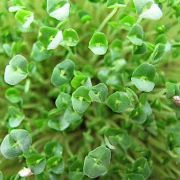 microgreens chia seeds
