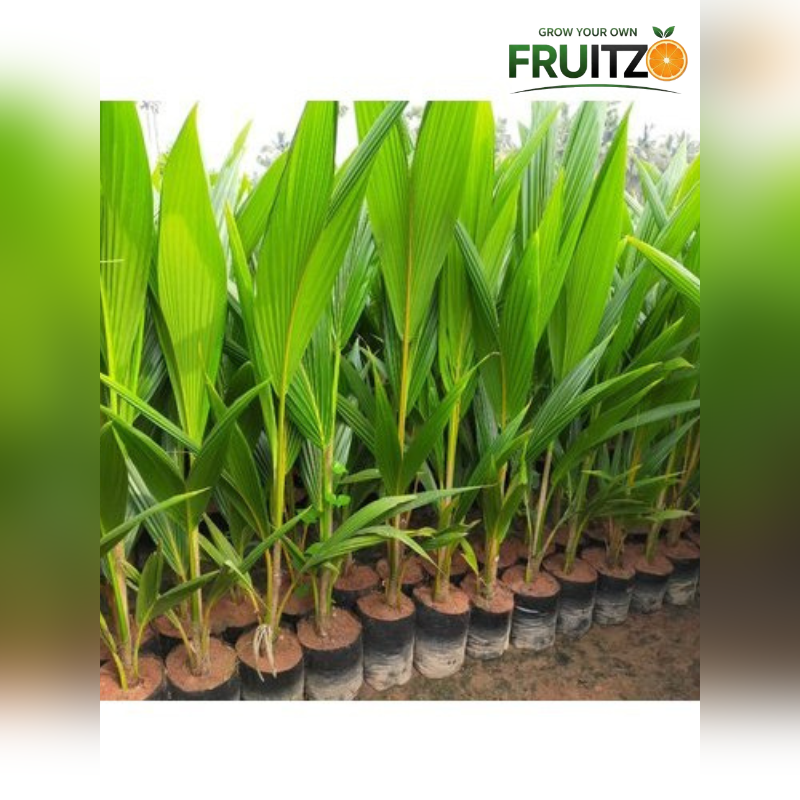 Chandra Laksha coconut plants 2.5-3Feet for Home & Terrace Gardening