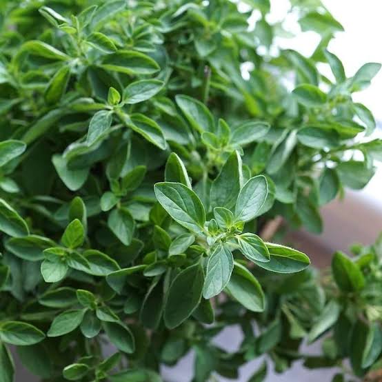 Oregano Seeds for Home & Terrace Gardening