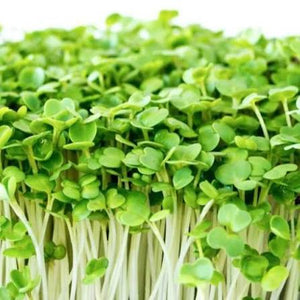 microgreens rocket seeds