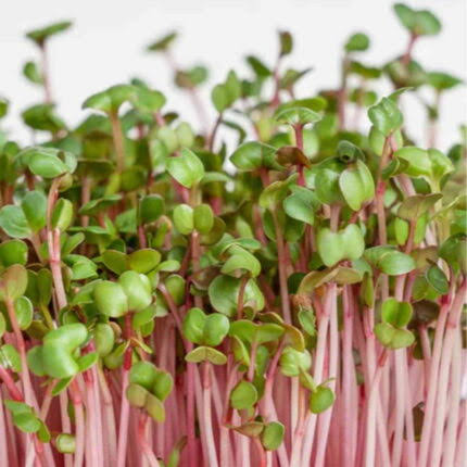 microgreens radish seeds