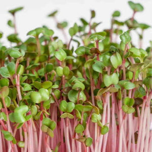 microgreens radish seeds