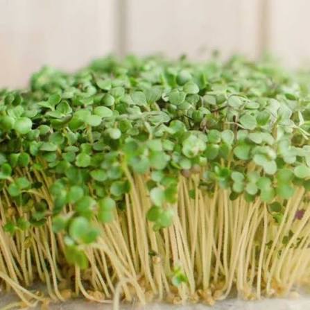 microgreens mustard seeds