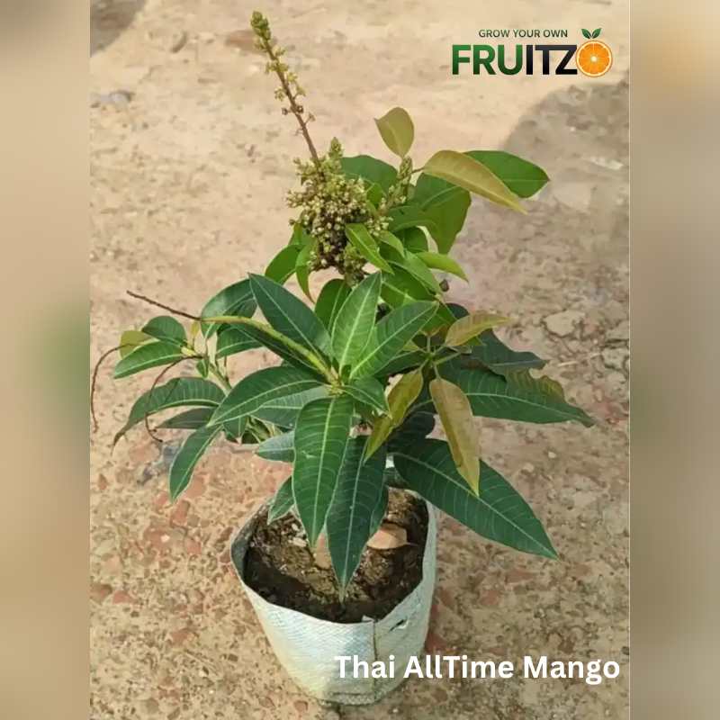 Terrace Mini Orchard Combo Grafted & Healthy Plants for Home & Terrace Gardening (1.5--2.5'ft)