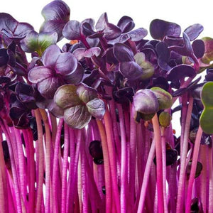 microgreens sango seeds