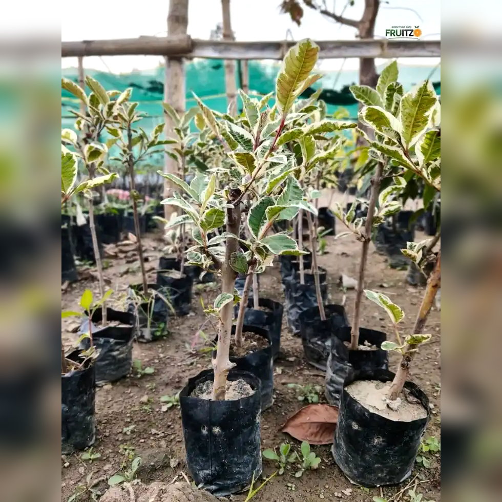 Variegated Guava Grafted Plant For Home And Terrace Gardening
