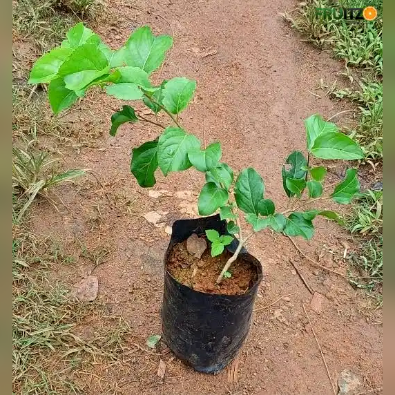 Manila Cherry Grafted Fruit Plant for Home & Terrace Gardening