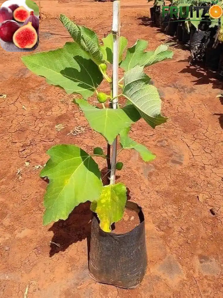 Fig Plants Combo Ideal for Home and Terrace Cultivation | Pack of 2 (Grafted)