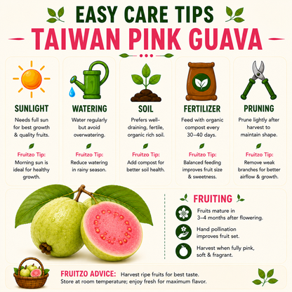 Taiwan Pink Guava Grafted Plant  For Home & Terrace Gardening