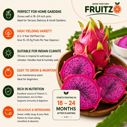 Dragon fruit large Plant for Home & Terrace Gardening