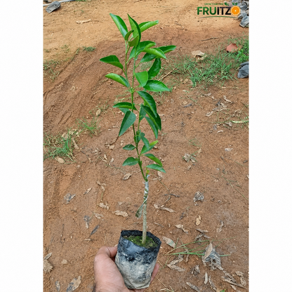 Darjeeling Orange Grafted Plant 1 - 2 Feet  for Home Garden