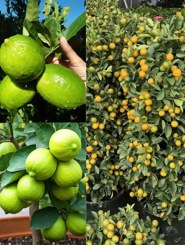 3 All-Time Grafted Lemon Variety Combo For Terace & Home Garden | pack of 3