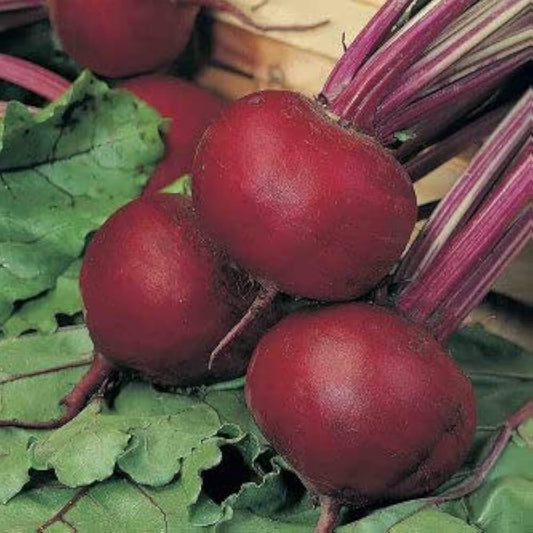 Beet Seeds for Home & Terrace Gardening