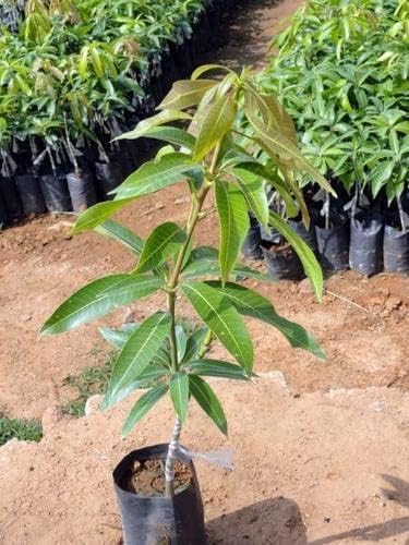 Langra Mango grafted Plant 1.5 - 2 Feet