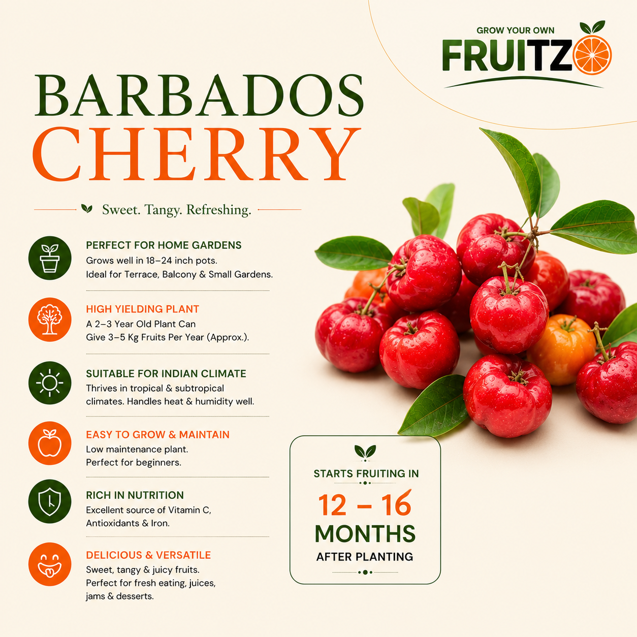 Barbados Cherry Grafted Plant 1.5 - 2 Feet