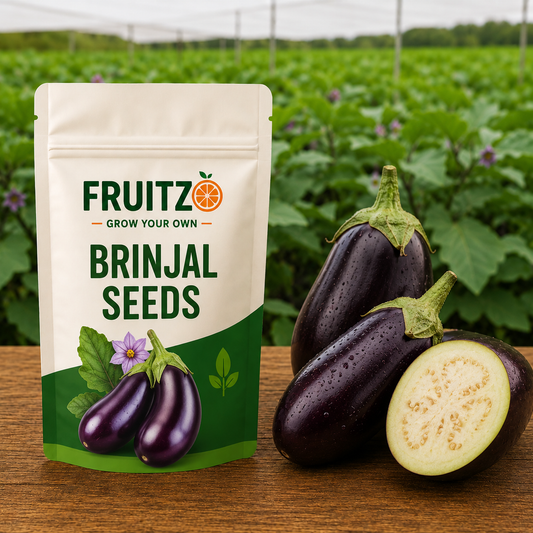 Brinjal Seeds for Home & Terrace Gardening