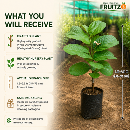 White Diamond Grafted Guava Plant For Home & Terrace Gardening