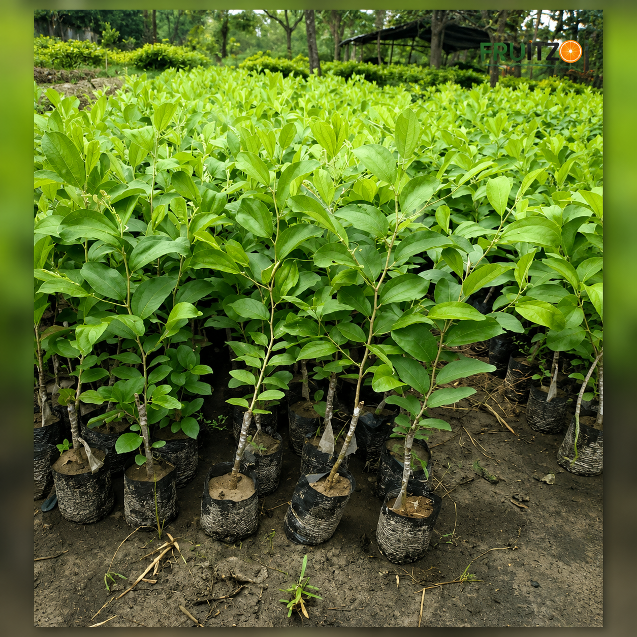 Ball Sundari Apple Ber Grafted Plant 1 Feet For Terrace And Home Gardening