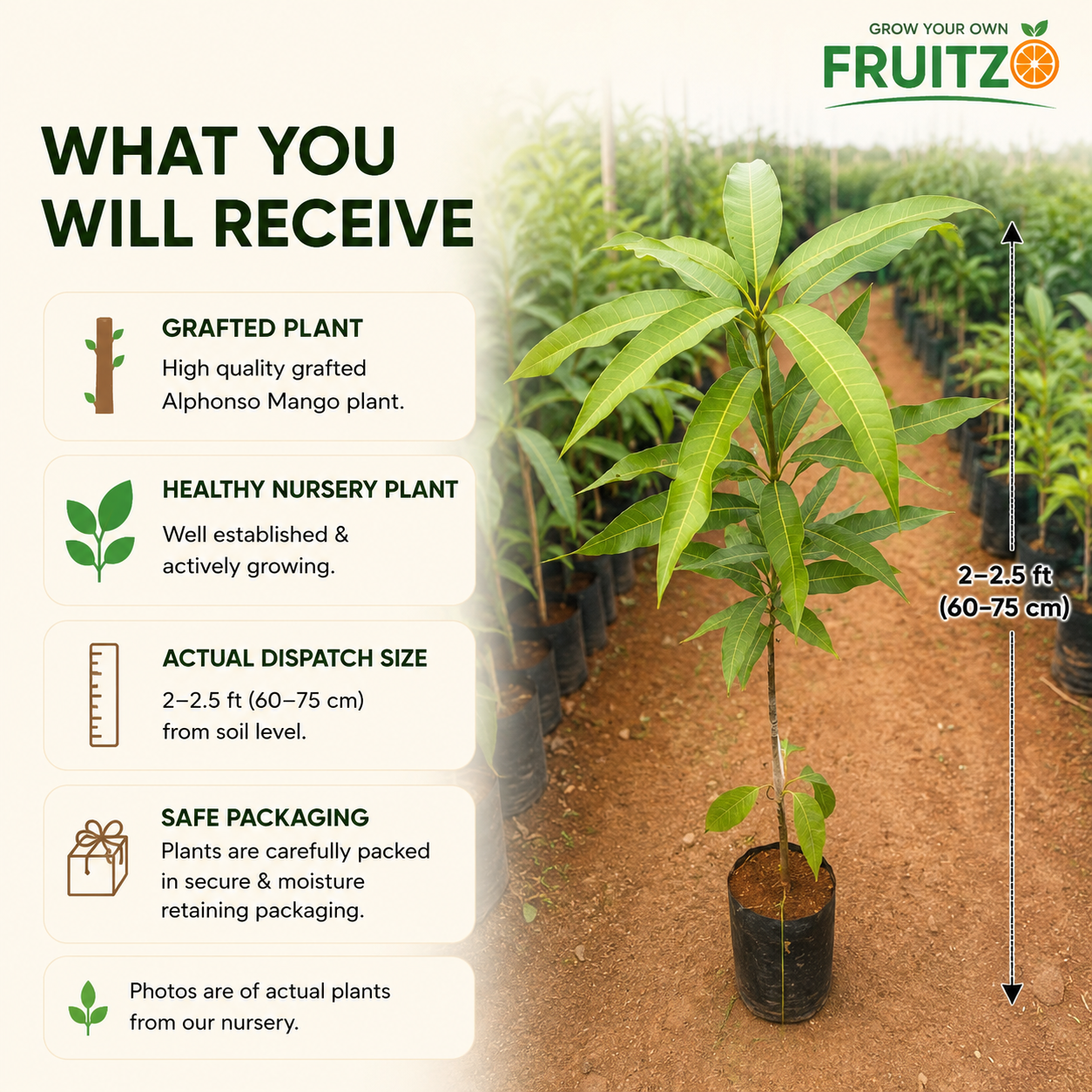 Alfanso Mango Grafted Plant ( 1.5 - 2 feet )