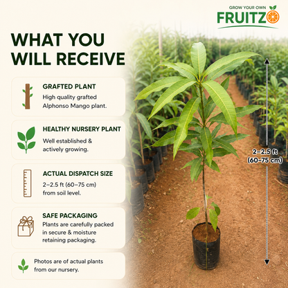 Alfanso Mango Grafted Plant ( 1.5 - 2 feet )