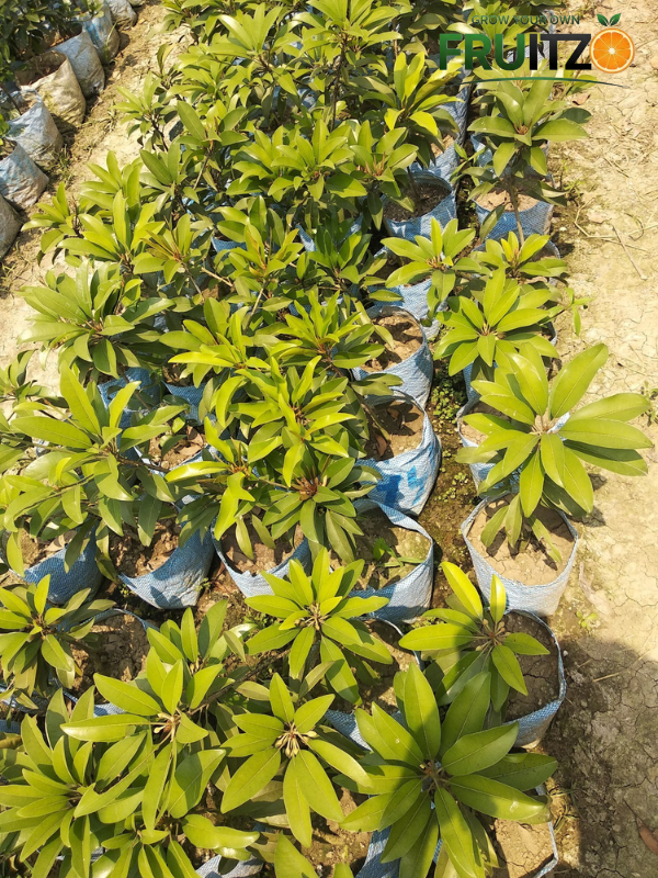 Rare Red Sapote Plant (Grafted) – Great Choice for Home & Terrace Gardening