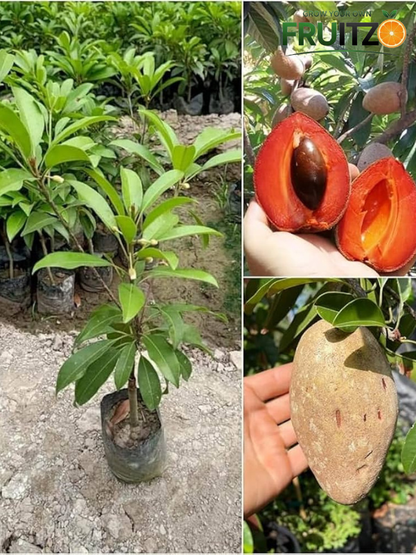 Rare Red Sapote Plant (Grafted) – Great Choice for Home & Terrace Gardening