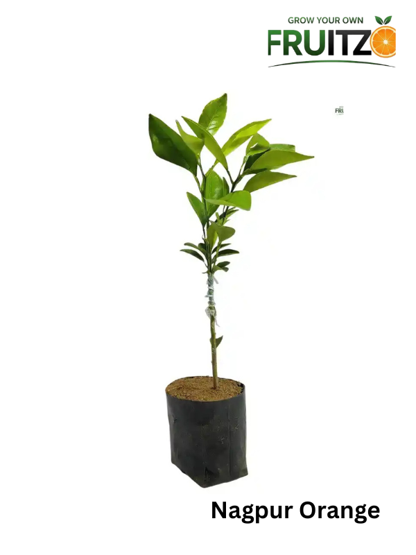 The Family Nutrition Garden Pack Grafted & Healthy Plants  for Home & Terrace Gardening (1.5--2.5'ft)
