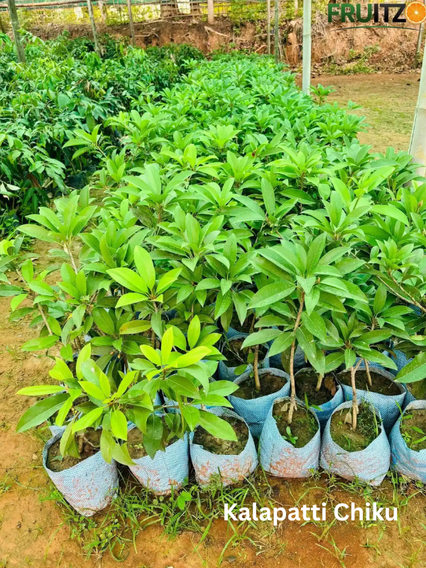 All Taste Fruit Combo Grafted & Healthy Plants  for Home & Terrace Gardening (1.5--2.5'ft)