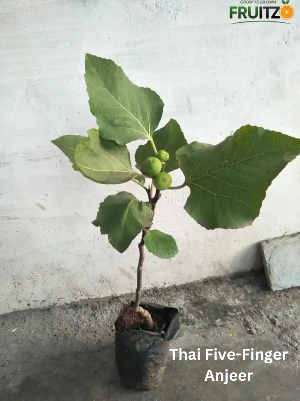 High Value Fruit Combo Grafted & Healthy Plants  for Home & Terrace Gardening (1.5--2.5'ft)