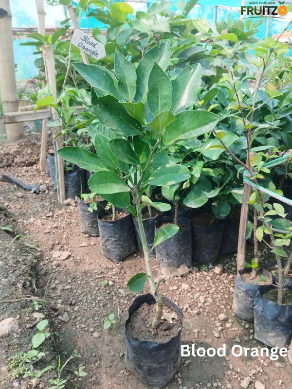 High Value Fruit Combo Grafted & Healthy Plants  for Home & Terrace Gardening (1.5--2.5'ft)
