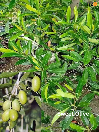 All Taste Fruit Combo Grafted & Healthy Plants  for Home & Terrace Gardening (1.5--2.5'ft)
