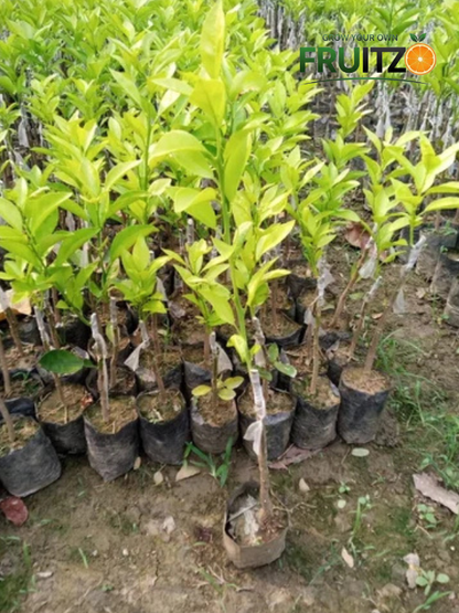 All Taste Fruit Combo Grafted & Healthy Plants  for Home & Terrace Gardening (1.5--2.5'ft)