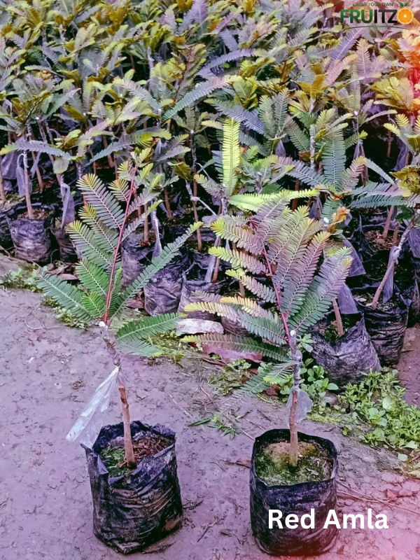 Daily Immunity Fruit Plants Combo Grafted & Healthy Plants  for Home & Terrace Gardening (1.5--2.5'ft)