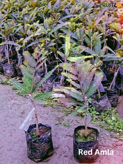 Daily Immunity Fruit Plants Combo Grafted & Healthy Plants  for Home & Terrace Gardening (1.5--2.5'ft)