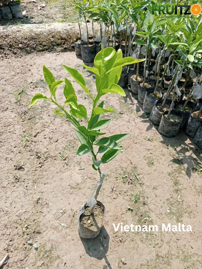 Juicy Tangy Citrus Combo for Home & Terrace Gardening