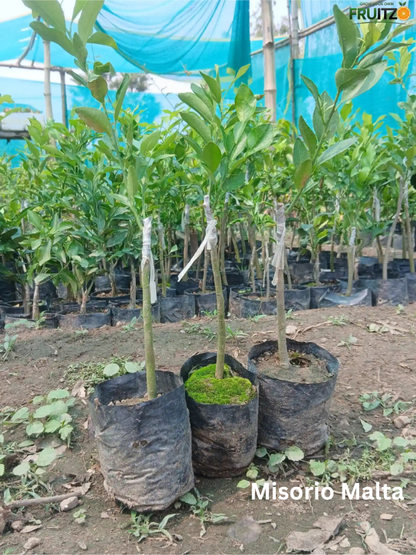 Juicy Tangy Citrus Combo for Home & Terrace Gardening