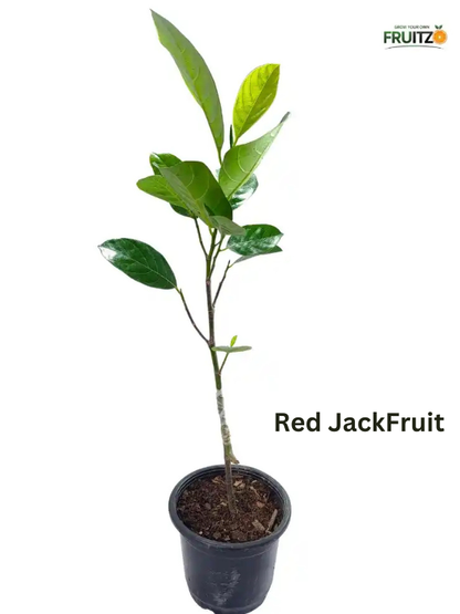 Two Delicious Jackfruit Grafted Plant For Home and Terrace Garden | (pink | Red) Pack of 2