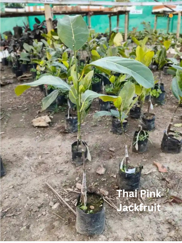 Two Delicious Jackfruit Grafted Plant For Home and Terrace Garden | (pink | Red) Pack of 2