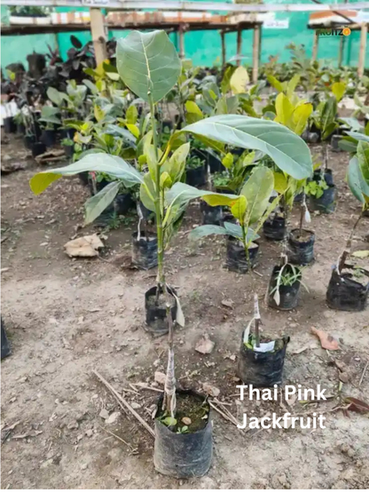 Two Delicious Jackfruit Grafted Plant For Home and Terrace Garden | (pink | Red) Pack of 2