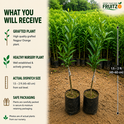 Nagpur Orange Grafted Plant 1.5-2 Feet for Indian Homes and Gardens